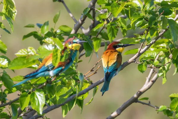 Apicoltore europeo (Merops Apiaster) — Foto Stock