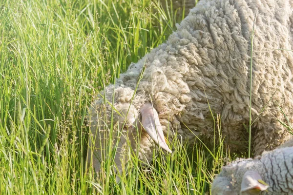 Vit Woolly Får Flock Betning i ett grönt fält — Stockfoto