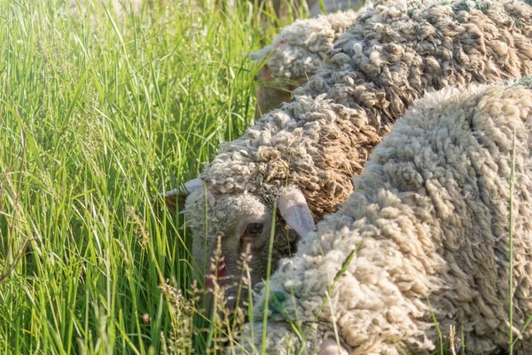 Branco Woolly Ovelhas rebanho Grazing em um campo verde — Fotografia de Stock