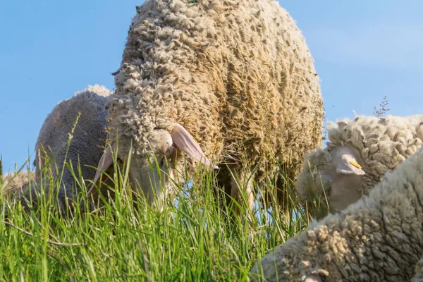 Bianco Woolly gregge di pecore al pascolo in un campo verde — Foto Stock