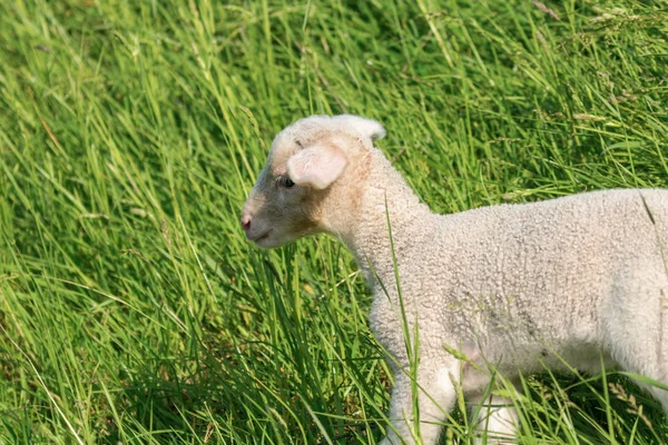 Cordeiro na primavera na grama verde — Fotografia de Stock