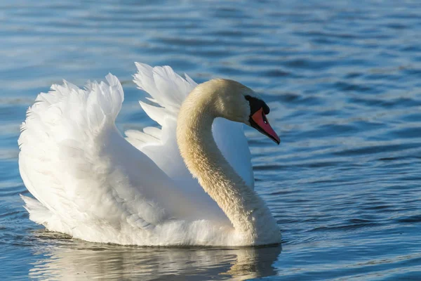 Masculino mudo cisne natação — Fotografia de Stock