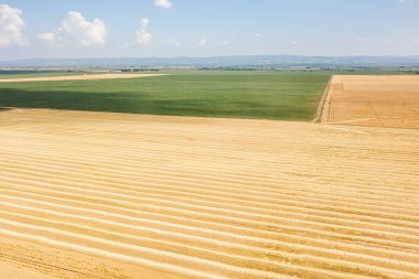 Güneşli yaz gününde ekin tarlalarının gerçek manzarası. Buğday Hasadı. 