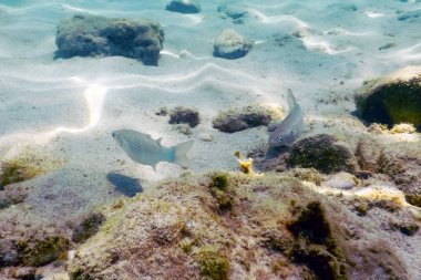 Kumlu taban, suyun altında yüzen balıklar