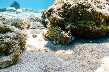 İskorpit sualtı sualtı hayatı. Küçük kırmızı scorpionfish