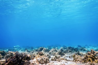 Sualtı Sahnesi Güneş Işığı, Sualtı Hayatı.