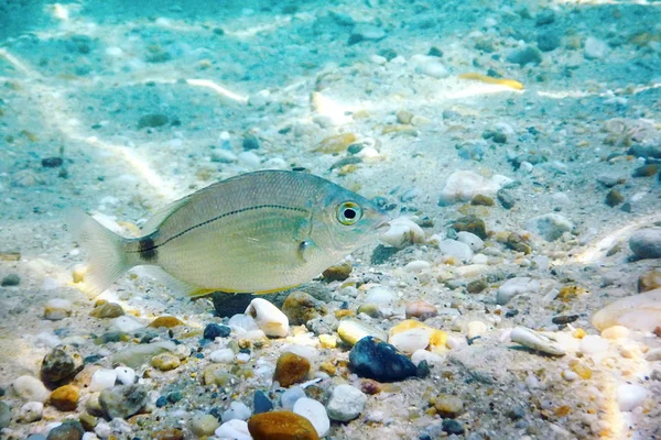 Sonnenstrahlen unter Wasser Felsen und Kieselsteine auf dem Meeresboden Schwimmfis — Stockfoto