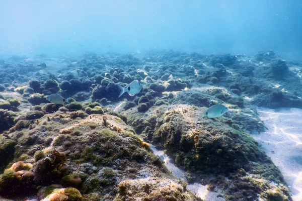 Underwater Scene Sunlight, fish Underwater Life.