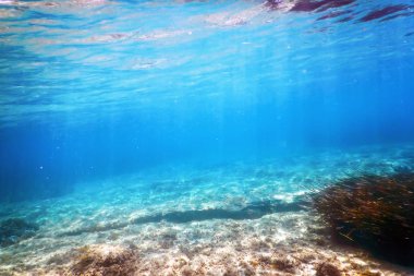 Deniz yosunlu su altı arkaplanı