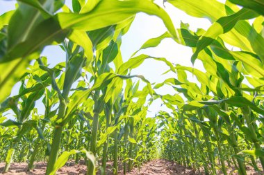 Tarlada yetişen yeşil mısır. Yeşil Mısır Bitkileri.