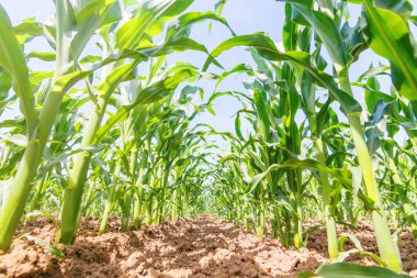 Tarlada yetişen yeşil mısır. Yeşil Mısır Bitkileri.