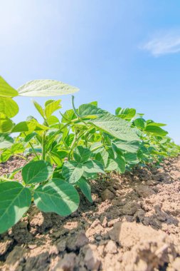 Genç alanında büyük yaprakları ile bitkiler büyümek soya yeşil.