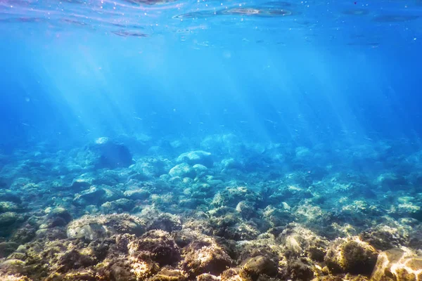 Sea Life Υποβρύχια Rocks Sunlight, Υποβρύχια Ζωή. — Φωτογραφία Αρχείου