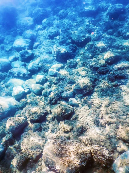 Vita marina Rocce sottomarine Luce del sole, Vita subacquea. — Foto Stock