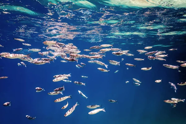 Scuola di pesce sott'acqua. Pesci fondo subacqueo. — Foto Stock