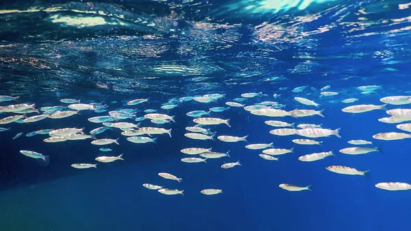 Fischschule unter Wasser. Fische unter Wasser Hintergrund. — Stockfoto