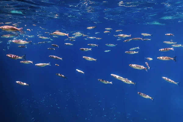 Fischschule unter Wasser. Fische unter Wasser Hintergrund. — Stockfoto