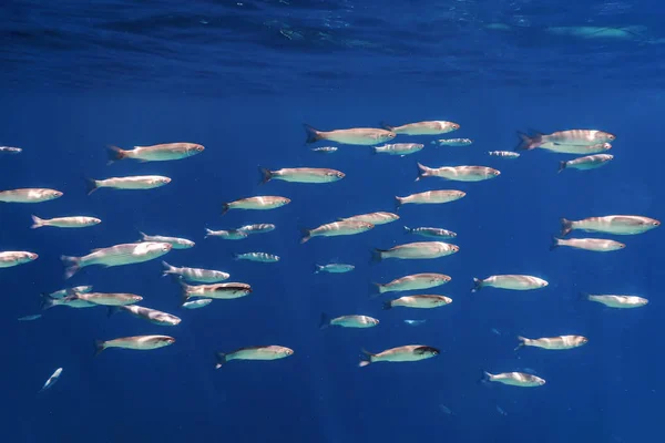 Fischschule unter Wasser. Fische unter Wasser Hintergrund. — Stockfoto