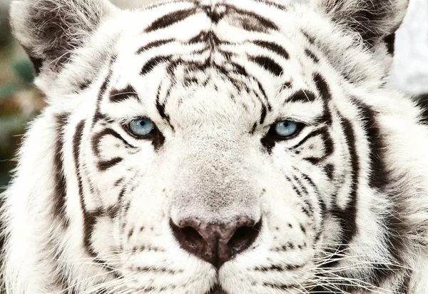 Bengalski Biały Tygrys Close Up (Panthera tigris tigris) — Zdjęcie stockowe