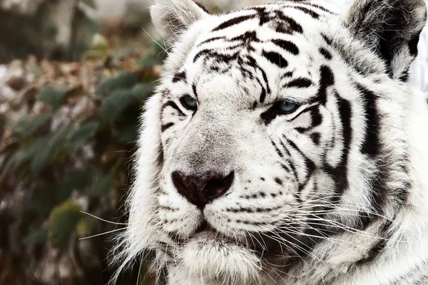 Bengal White Tiger Close Up (Panthera tigris tigris)