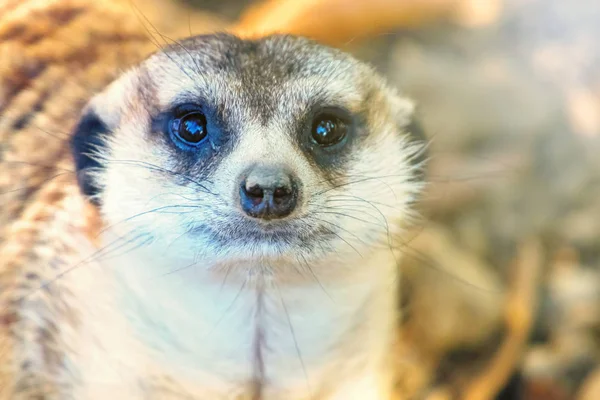 Retrato Meerkat Close Up (Suricata suricatta) — Fotografia de Stock