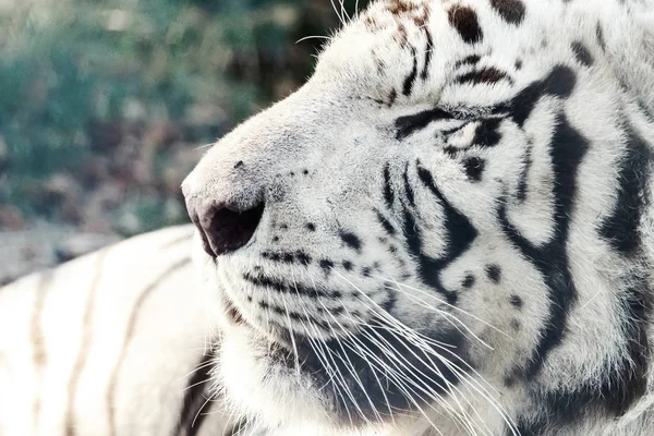 Bengal White Tiger Close Up (Panthera tigris tigris)