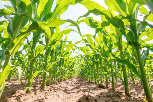 Milho verde a crescer no campo. Plantas de milho verde . — Fotografia de Stock