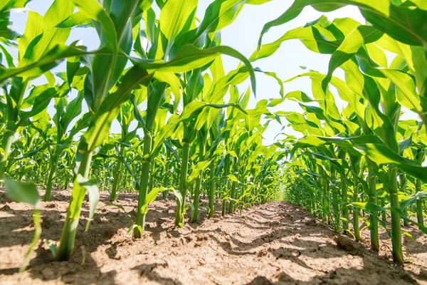 Green corn growing on the field. Green Corn Plants.