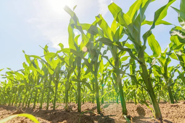 Green corn growing on the field. Green Corn Plants.