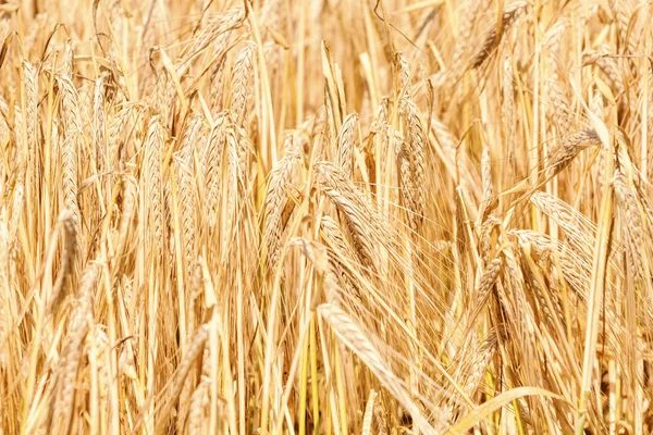 フィールド上の夏に小麦の黄金の耳。麦の背景. — ストック写真