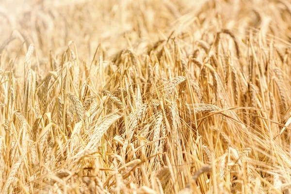 여름에 들에는 밀의 황금 귀가 있다. 밀의 배경. — 스톡 사진