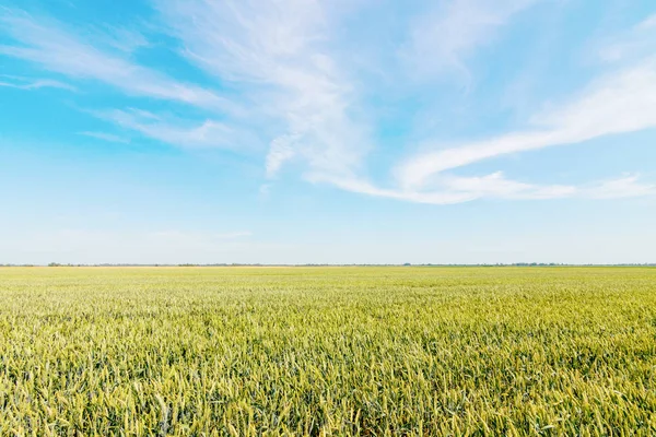 Campo de trigo verde en día soleado. — Foto de Stock