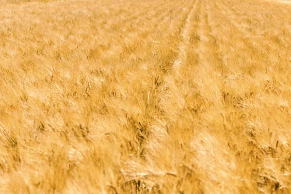 Orelhas douradas de trigo no verão no campo. Fundo de trigo. — Fotografia de Stock