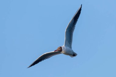 Uçan Martı, Kara Kafalı Martı (Larus ridibundus)