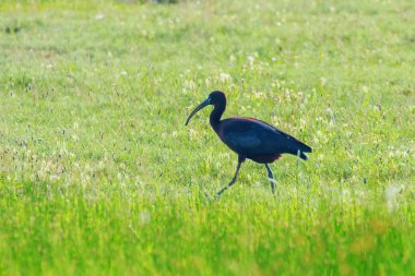 Parlak Aynak (Plegadis falcinellus) Doğal Habita Kuş Wading