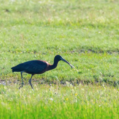 Parlak Aynak (Plegadis falcinellus) Doğal Habita Kuş Wading