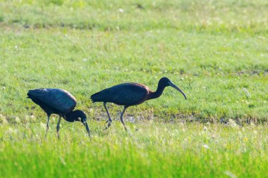 Parlak Aynak (Plegadis falcinellus) Doğal Habita Kuş Wading