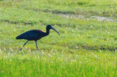 Parlak Aynak (Plegadis falcinellus) Doğal Habita Kuş Wading