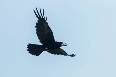 Uçuş Kale (Corvus frugilegus) Mavi Gökyüzü Arka Plan