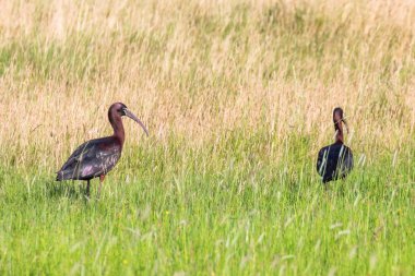 Parlak Aynak (Plegadis falcinellus) Doğal Habita Kuş Wading