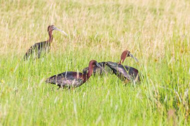 Parlak Aynak (Plegadis falcinellus) Doğal Habita Kuş Wading