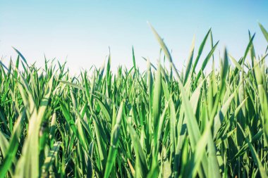 Genç Buğday Tohumu Tarlada büyüyor Yakın plan