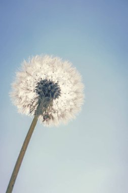 Karahindiba Güneşi ve Mavi Gökyüzü arkaplanı, Yakın Karahindiba