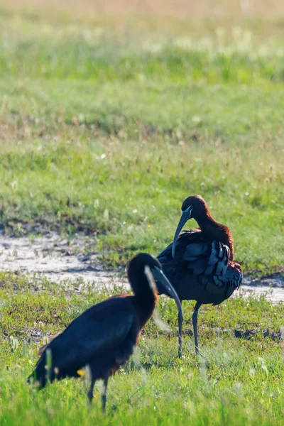 Hochglanz-Ibis (plegadis falcinellus) watender Vogel in natürlicher Umgebung — Stockfoto