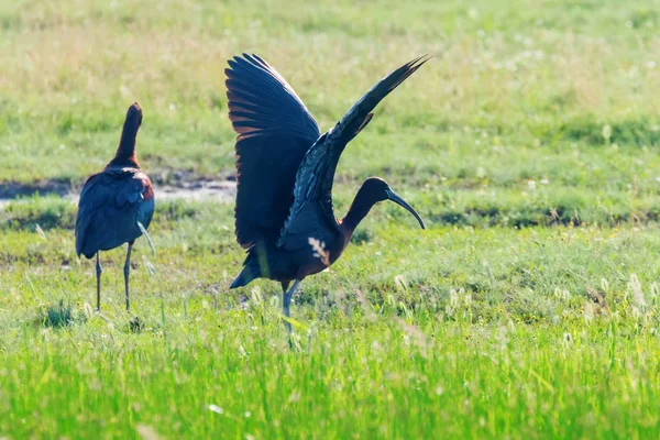 Ibis brillante (Plegadis falcinellus) ave zancuda en Habita Natural —  Fotos de Stock