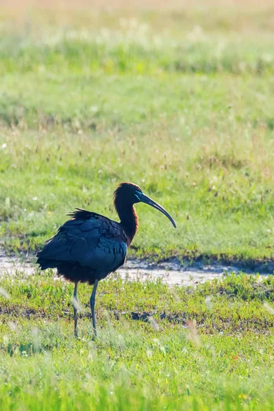 Ibis brillante (Plegadis falcinellus) ave zancuda en Habita Natural — Foto de Stock