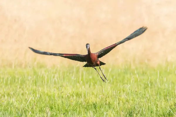 Ibis brillante en vuelo (Plegadis falcinellus) —  Fotos de Stock