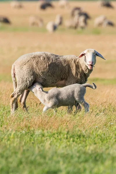 Får-och lamm boskap på en gård — Stockfoto