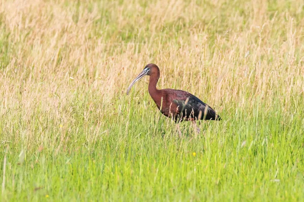 Íbis Brilhante (Plegadis falcinellus) Pássaro Deslizante em Habita Natural — Fotografia de Stock