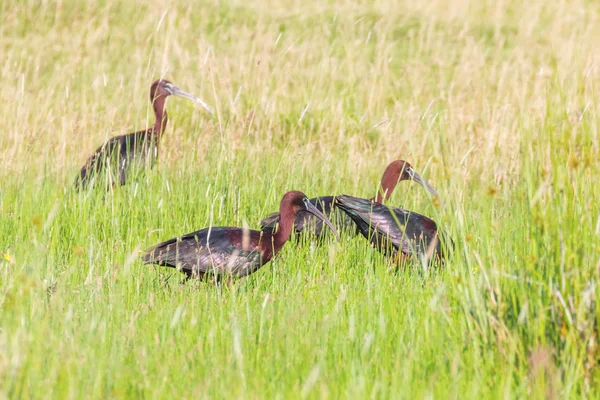 Parlak Aynak (Plegadis falcinellus) Doğal Habita Kuş Wading